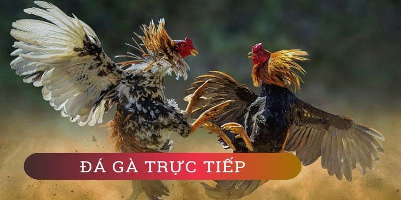 Bongdalu cung cấp dịch vụ nạp và rút tiền nhanh chóng - Bongdalu